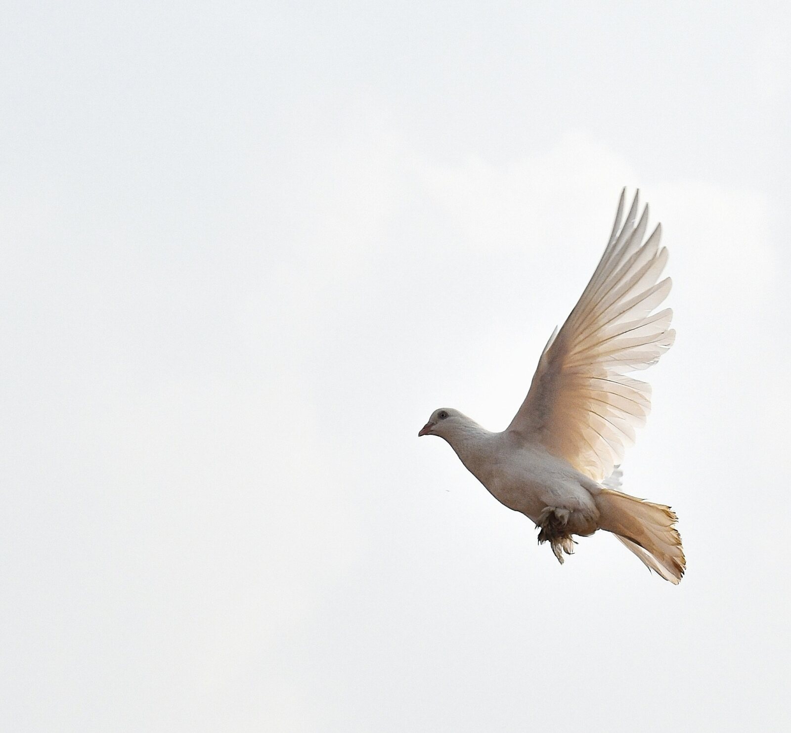 The Seven Spirits of Christ: The Holy Spirit Connection, Part 1
